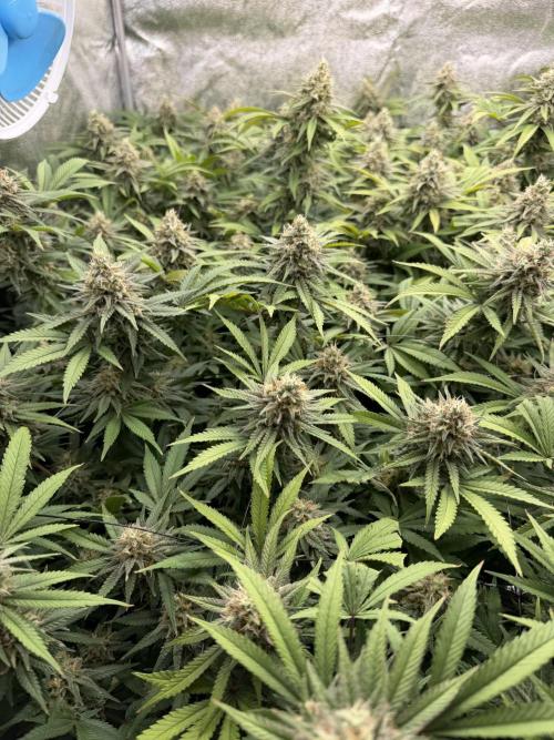 Runtz Muffin 2nd run 1x1. Week 7