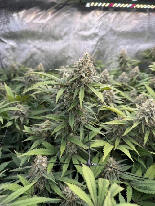 Runtz Muffin 2nd run 1x1. Week 7