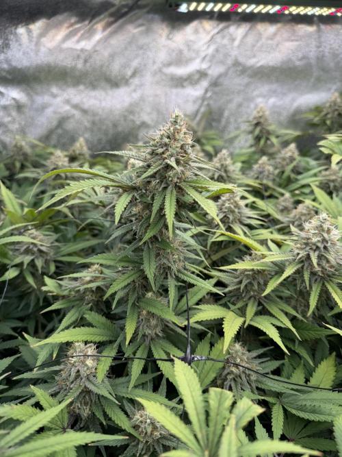 Runtz Muffin 2nd run 1x1. Week 7