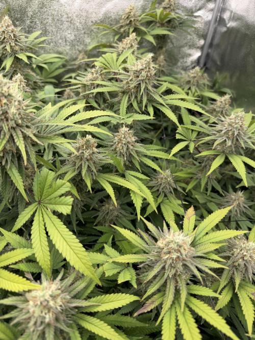 Runtz Muffin 2nd run 1x1. Week 7