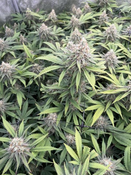 Runtz Muffin 2nd run 1x1. Week 7