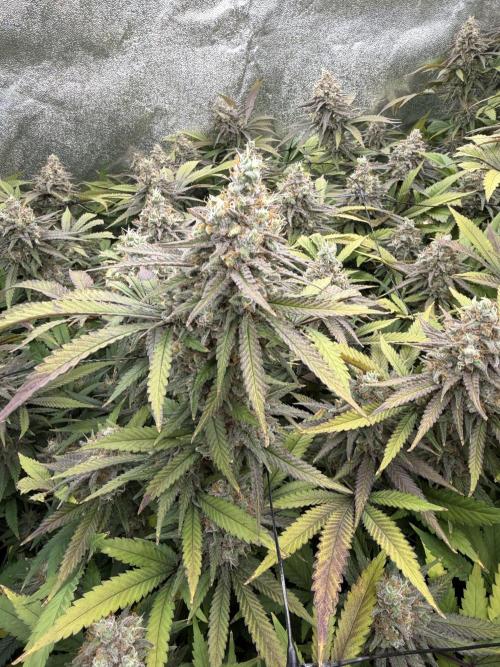 Runtz Muffin 2nd run 1x1. Week 8