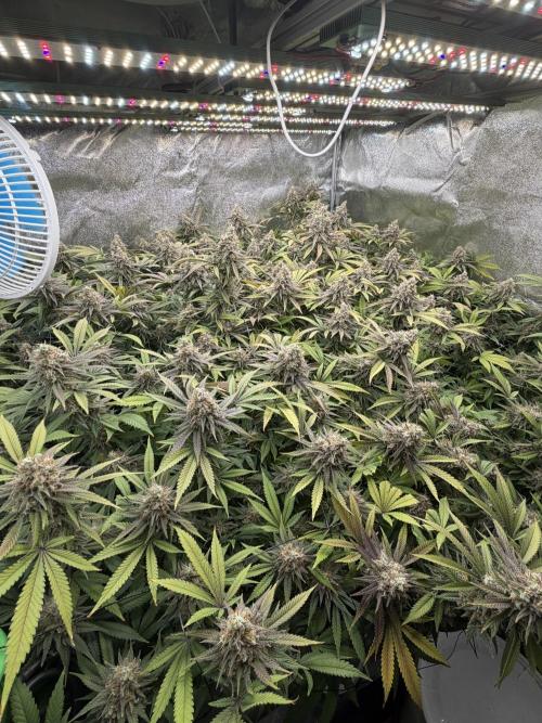 Runtz Muffin 2nd run 1x1. Week 8