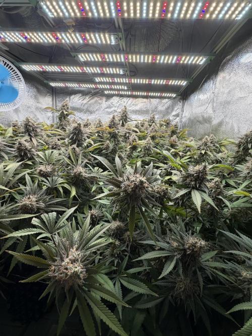 Runtz Muffin 2nd run 1x1. Week 8