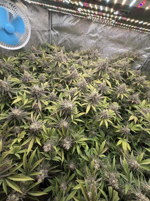 Runtz Muffin 2nd run 1x1. Week 8