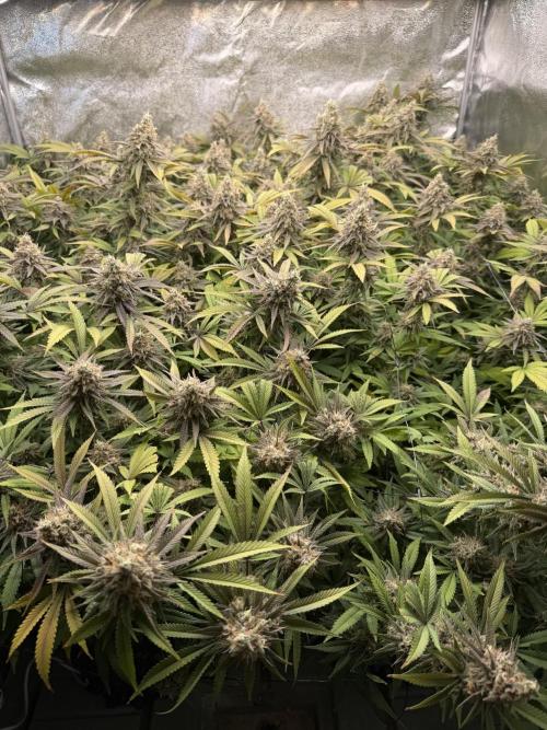 Runtz Muffin 2nd run 1x1. Week 8