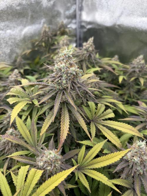 Runtz Muffin 2nd run 1x1. Week 8