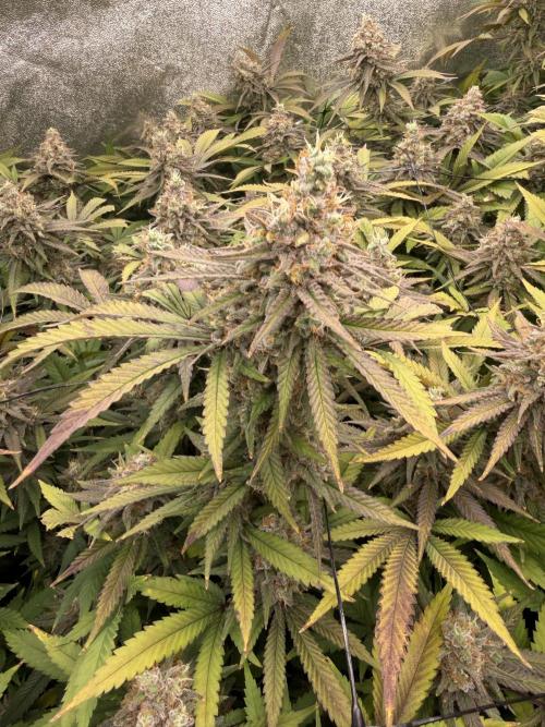 Runtz Muffin 2nd run 1x1. Week 8