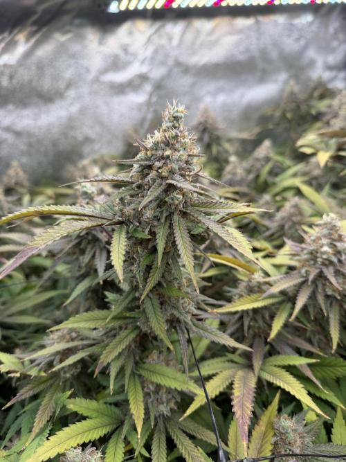 Runtz Muffin 2nd run 1x1. Week 8