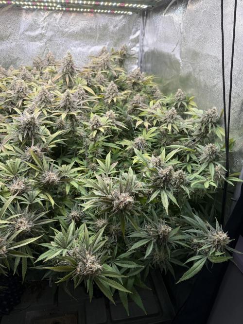 Runtz Muffin 2nd run 1x1. Week 8