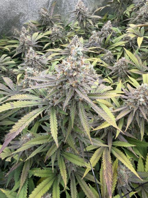 Runtz Muffin 2nd run 1x1. Week 8