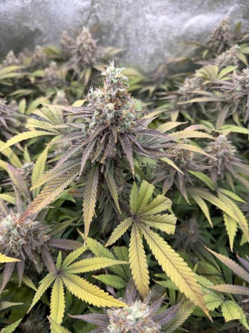 Runtz Muffin 2nd run 1x1. Week 8