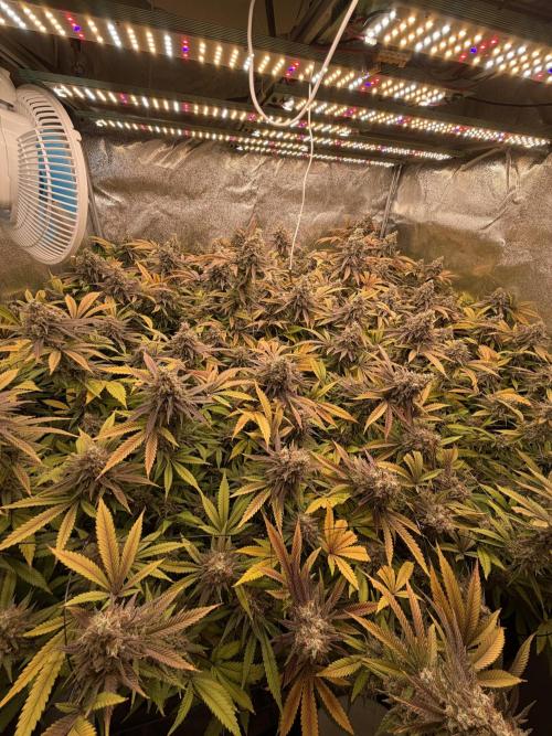 Runtz Muffin 2nd run 1x1. Week 9