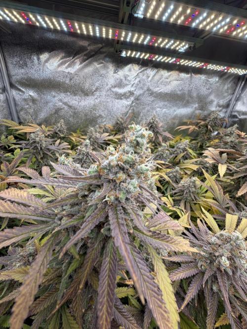 Runtz Muffin 2nd run 1x1. Week 9