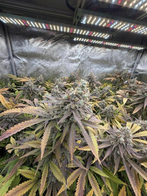 Runtz Muffin 2nd run 1x1. Week 9