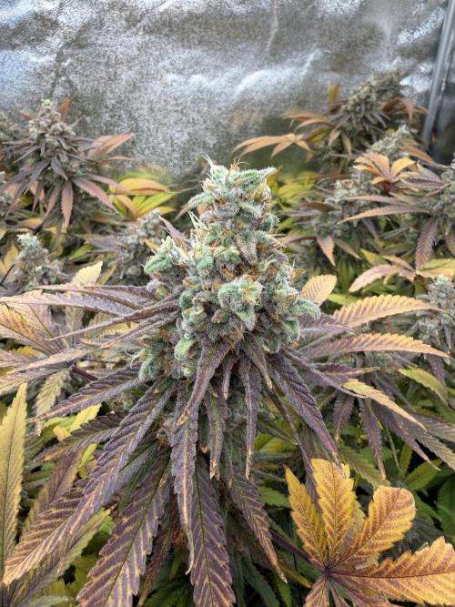 Runtz Muffin 2nd run 1x1. Week 9