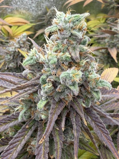 Runtz Muffin 2nd run 1x1. Week 9