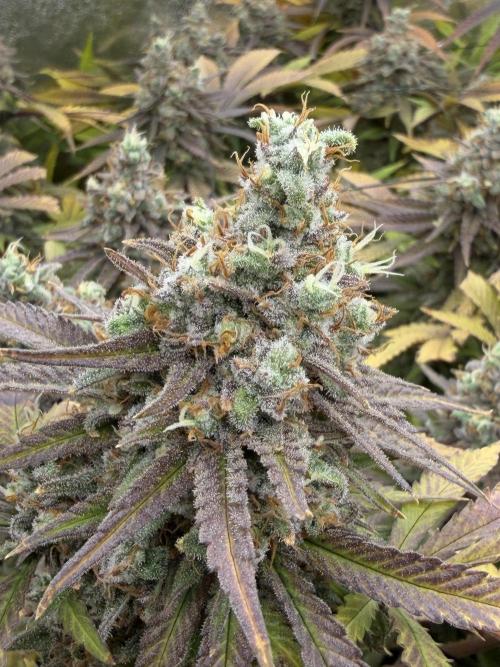 Runtz Muffin 2nd run 1x1. Week 9