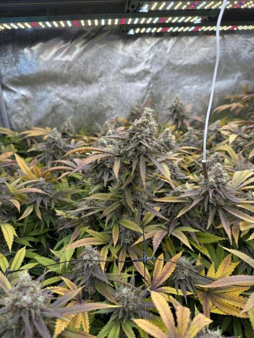 Runtz Muffin 2nd run 1x1. Week 9