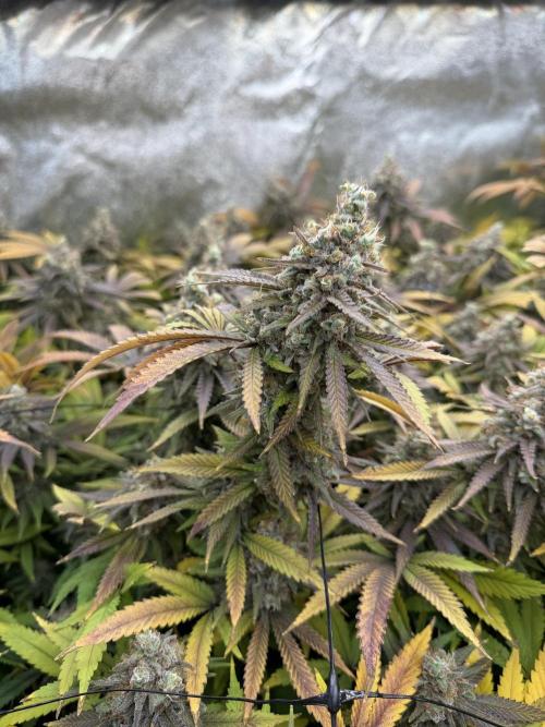 Runtz Muffin 2nd run 1x1. Week 9