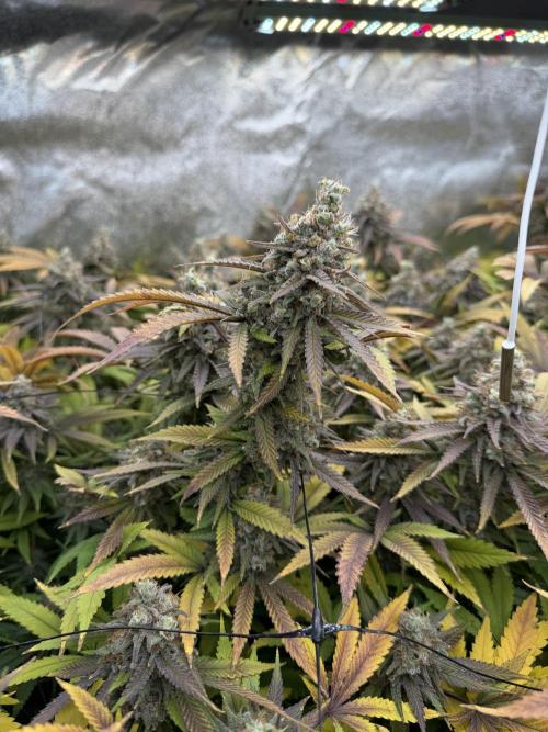 Runtz Muffin 2nd run 1x1. Week 9