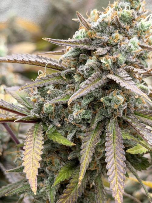 Runtz Muffin 2nd run 1x1. Week 9