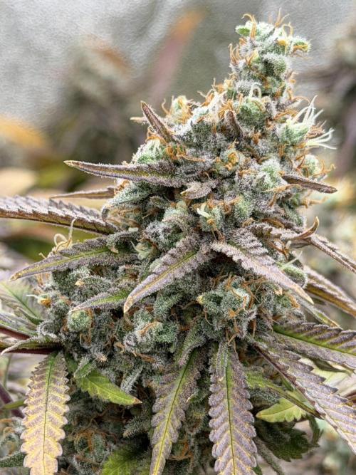 Runtz Muffin 2nd run 1x1. Week 9