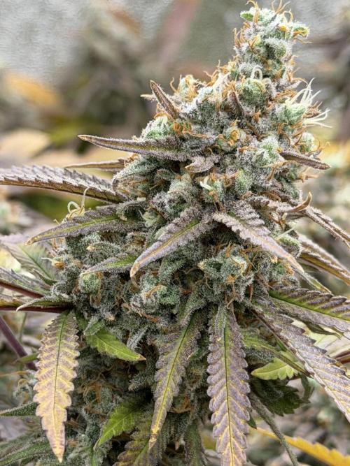 Runtz Muffin 2nd run 1x1. Week 9