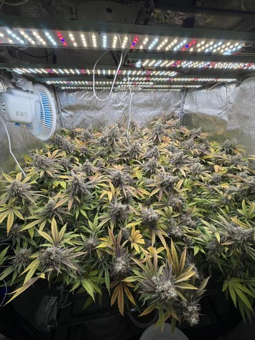 Runtz Muffin 2nd run 1x1. Week 9