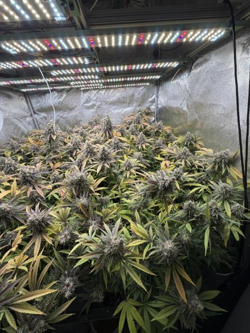 Runtz Muffin 2nd run 1x1. Week 9