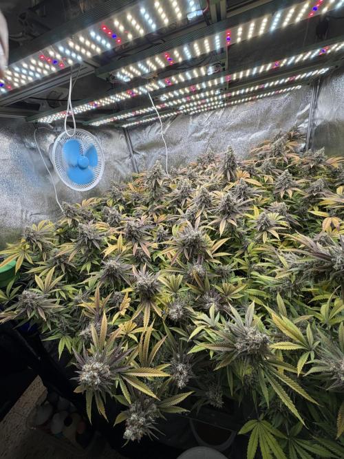 Runtz Muffin 2nd run 1x1. Week 9