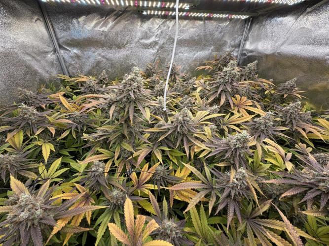 Runtz Muffin 2nd run 1x1. Week 9