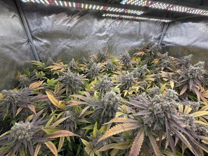 Runtz Muffin 2nd run 1x1. Week 9