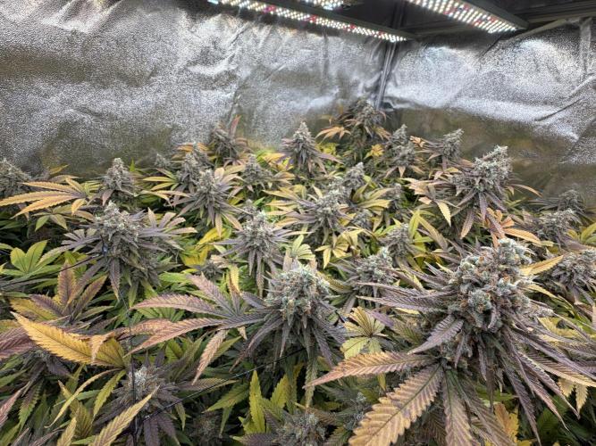 Runtz Muffin 2nd run 1x1. Week 9