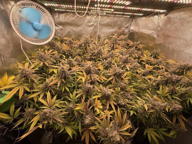 Runtz Muffin 2nd run 1x1. Week 9