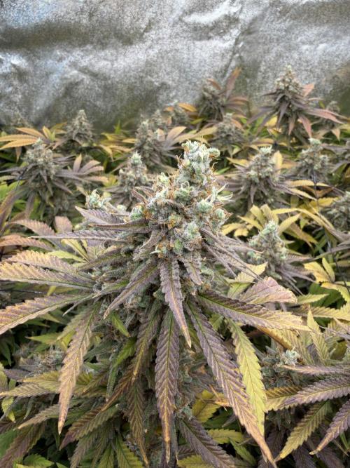 Runtz Muffin 2nd run 1x1. Week 9