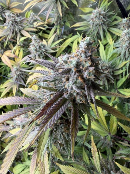 Runtz Muffin 2nd run 1x1. Week 9