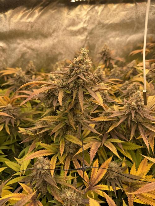 Runtz Muffin 2nd run 1x1. Week 9