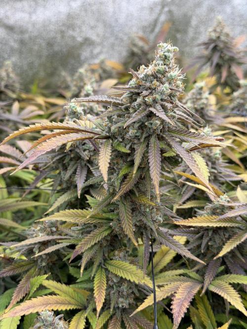 Runtz Muffin 2nd run 1x1. Week 9