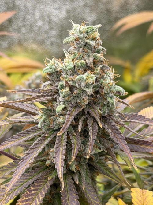 Runtz Muffin 2nd run 1x1. Week 9