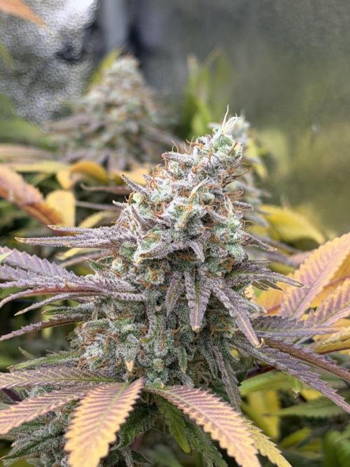 Runtz Muffin 2nd run 1x1. Week 9