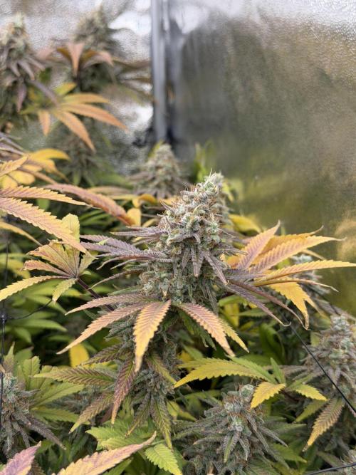 Runtz Muffin 2nd run 1x1. Week 9