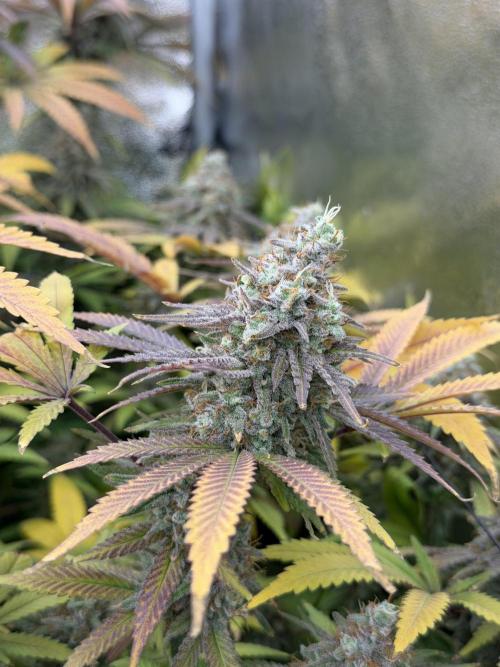 Runtz Muffin 2nd run 1x1. Week 9