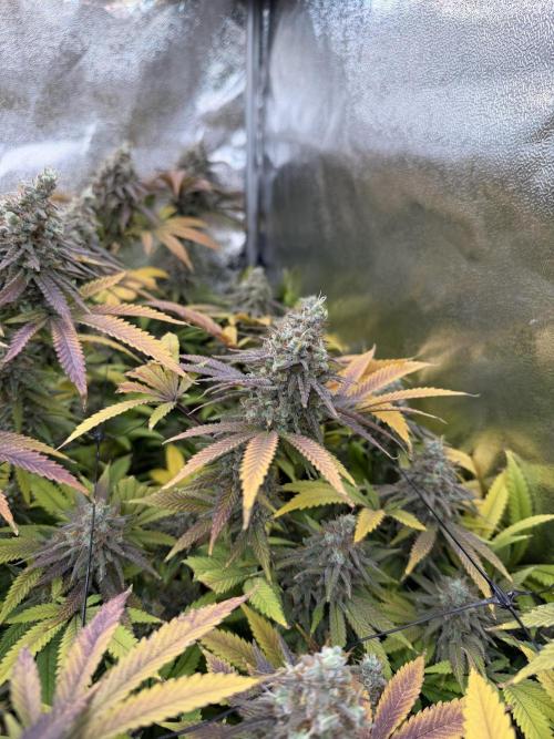 Runtz Muffin 2nd run 1x1. Week 9