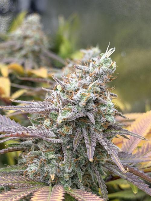 Runtz Muffin 2nd run 1x1. Week 9