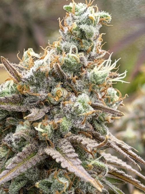 Runtz Muffin 2nd run 1x1. Week 9