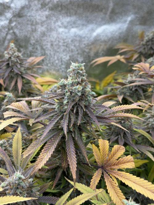 Runtz Muffin 2nd run 1x1. Week 9