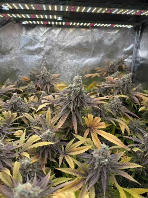 Runtz Muffin 2nd run 1x1. Week 9