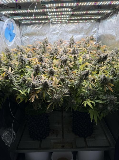 Runtz Muffin 2nd run 1x1. Week 10