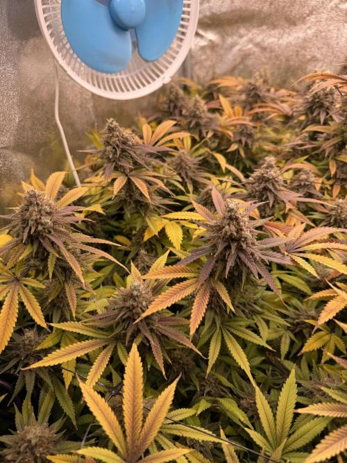 Runtz Muffin 2nd run 1x1. Week 10